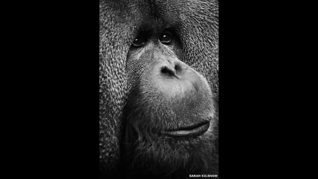 Rajang, un orangután. Por Sarah Kilshaw.