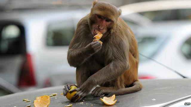 Macaco come laranha roubada de vendedor em Nova Délhi, em 5 de dezembro de 2012 | Foto: AFP