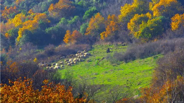 Ali Aydın İstanbul'un Çatalca ilçesinde çektiği bu fotoğraf için "İnsanın yalnızlığını paylaşan doğanın renkli figürleri sonbahara renk katmış gibi" diyor. 