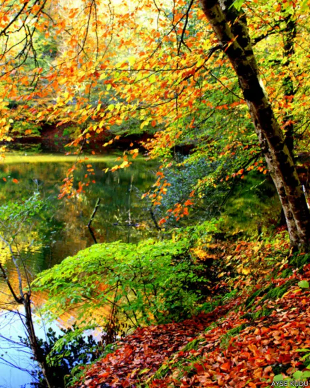 Ayşe Kudu Sakarya'dan gönderdiği bu kara için "Son olabilir baharım, ama küllerimden yeniden doğarım" diyor. 