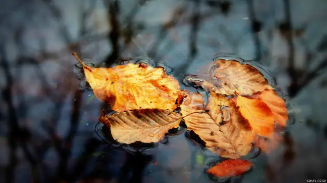 Simay Özge'den Bolu Yedigöller bölgesinde çekilmiş bir sonbahar karesi. 
