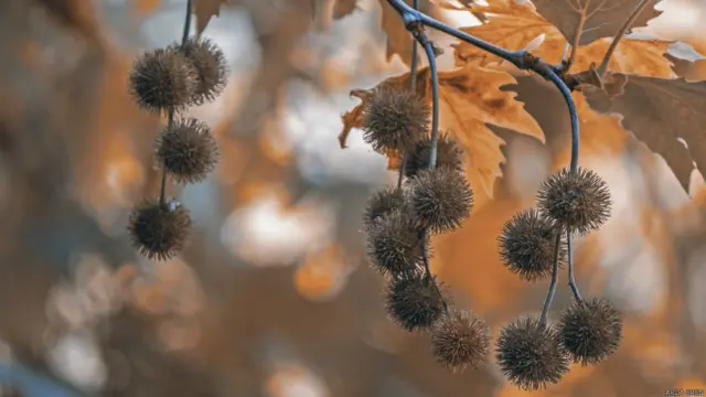 Kaan Eren'den Antalya, Çıralı'dan bir sonbahar karesi. 