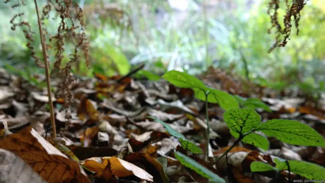 Aksel Zeytinciler "Yalova'daki Büyük Dipsiz Göl kenarında doğa sonbaharı karşılıyor" diyor. 