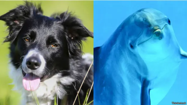 Un perro y un delfín