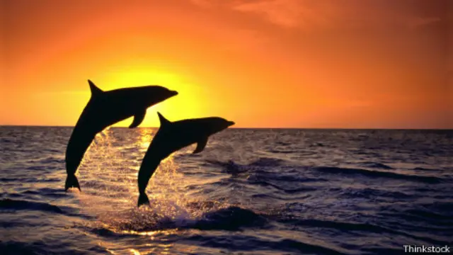 delfines