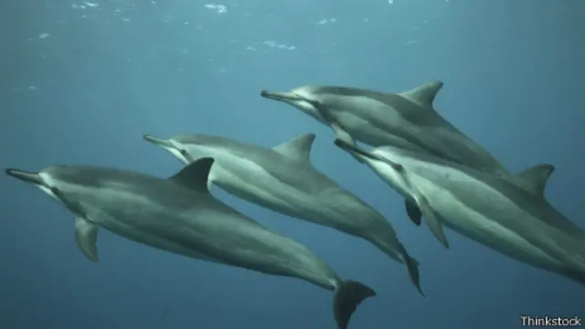 Delfines