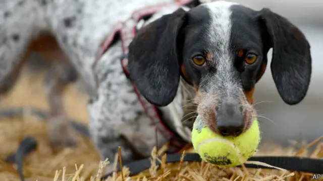 Perro salchica con una pelota