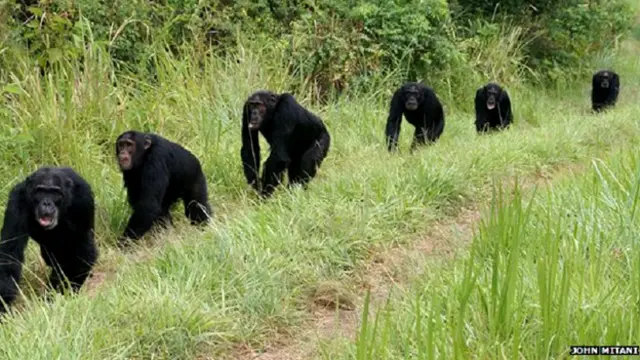 समुदाय में चिंपैंजी