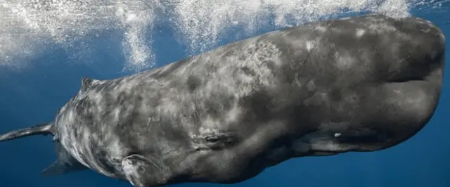 鲸