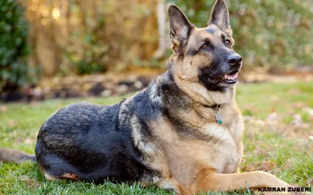 नियंत्रण रेखा पर घुसपैठ रोकने के लिए खास तौर पर प्रशिक्षित किए गए कुत्ते