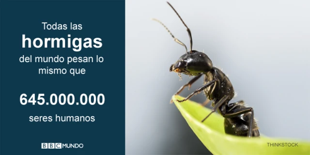 Hormaigas, en cifras