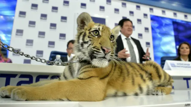 Амурське тигреня