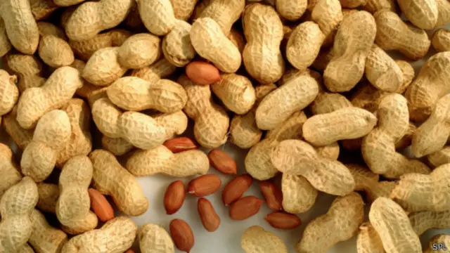 حساسیت زدایی کنترل شده اخیرا امید زیادی را در درمان حساسیت به بادام زمینی ایجاد کرده است 