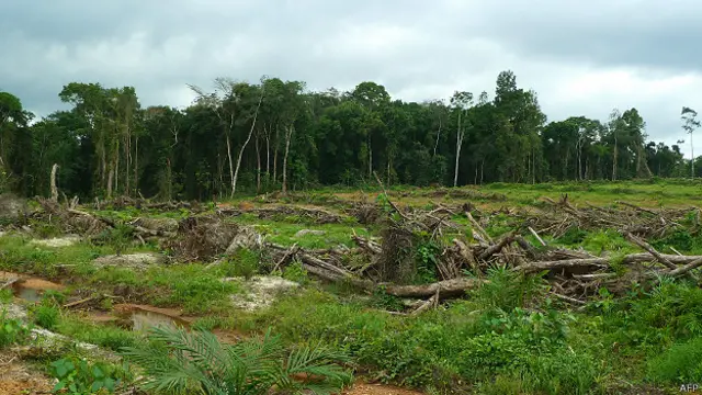 Floresta na Libéria (AFP)