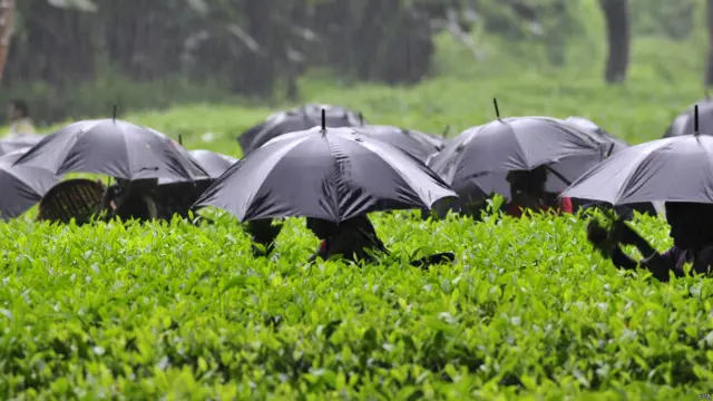 असम, बारिश