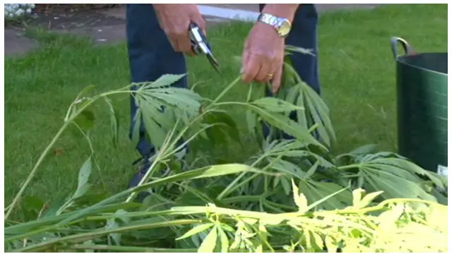 Masyarakat Uruguay dapat menumbuhkan tanaman ganja dengan syarat-syarat tertentu.