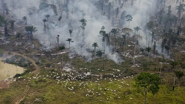Para COP-21, Brasil se comprometeu a zerar o desmatatamento na Amazônia até 2030