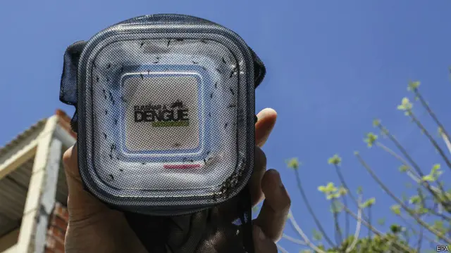 برازیل میں سنہ 1981 میں 20 سال کے وقفے کے بعد ڈینگی وائرس دوبارہ سامنے آیا تھا اور اس کے بعد کے 30 سال کے دوران اس وائرس کے نتیجے میں 70 لاکھ افراد متاثر ہوئے