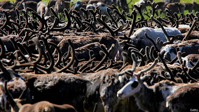 Северные олени