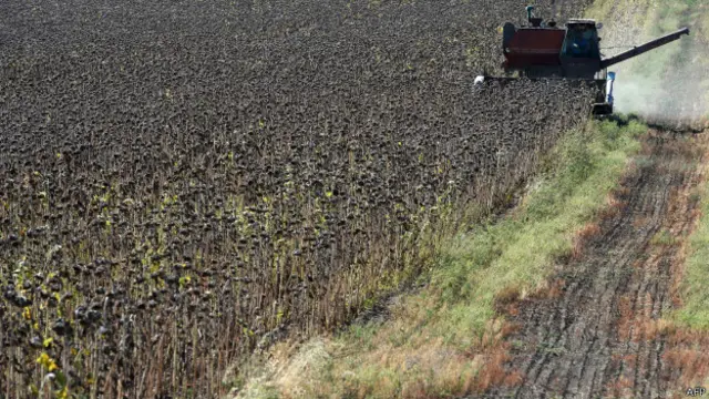 поле подсолнухов