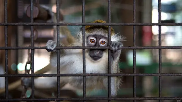 थाईलैंड, चिड़ियाघर