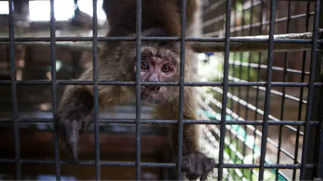 थाईलैंड, चिड़ियाघर