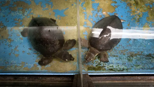 थाईलैंड, चिड़ियाघर