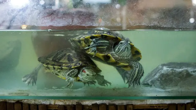 थाईलैंड, चिड़ियाघर