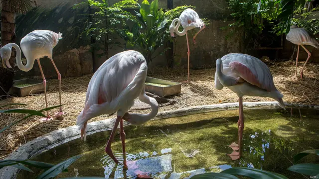 थाईलैंड, चिड़ियाघर