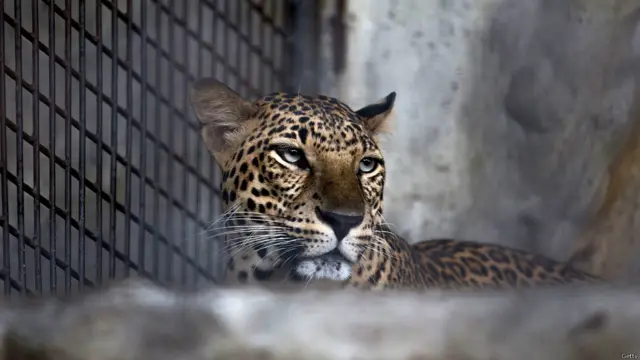 थाईलैंड, चिड़ियाघर