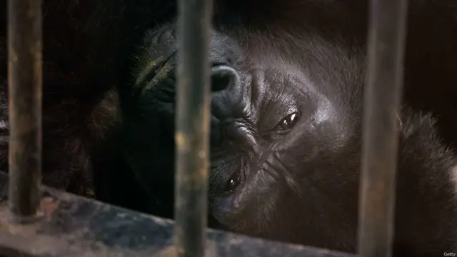 इन दिनों इस चिड़ियाघर में रह रहे एकमात्र गोरिल्ला बुआ नोई को मुक्त कराने का अभियान चल रहा है.