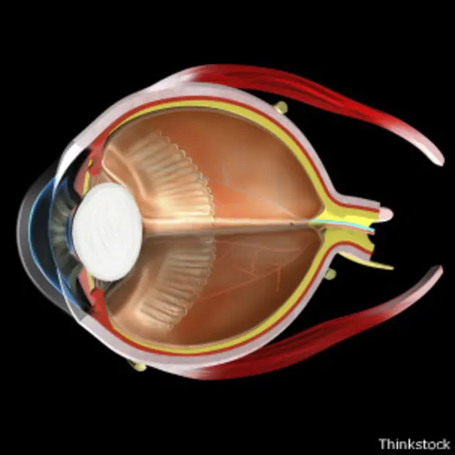 Diagrama del ojo