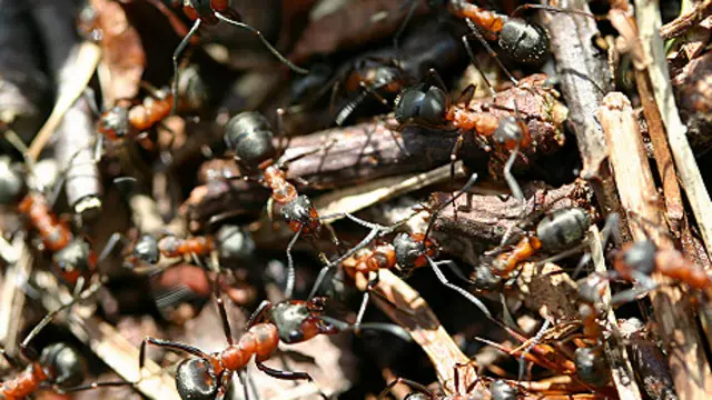 Environment shapes ants' 'personality' 環境塑造螞蟻的