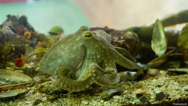 Разработка Джона Роджерса повторяет принцип маскировки осьминогов