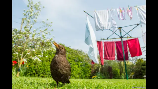 Finalistas do prêmio de fotografia da Sociedade de Biologia britânica