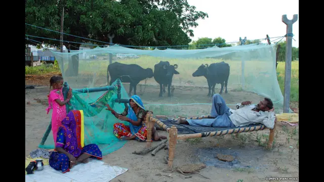 Finalistas do prêmio de fotografia da Sociedade de Biologia britânica