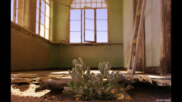 Finalistas do prêmio de fotografia da Sociedade de Biologia britânica