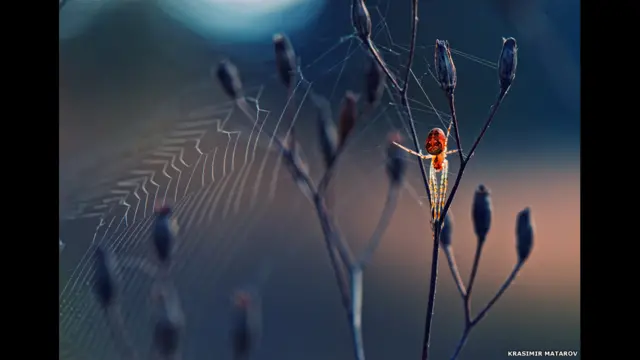 Finalistas do prêmio de fotografia da Sociedade de Biologia britânica