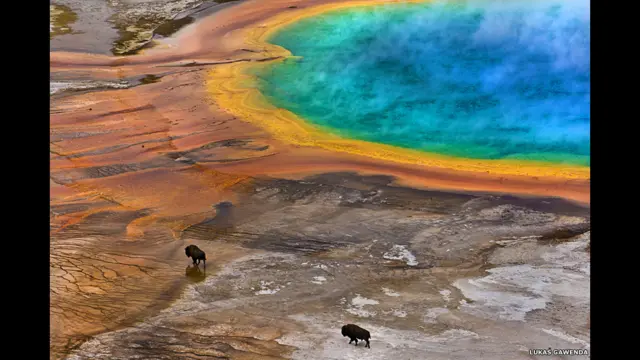 Finalistas do prêmio de fotografia da Sociedade de Biologia britânica