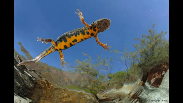 Finalistas do prêmio de fotografia da Sociedade de Biologia britânica