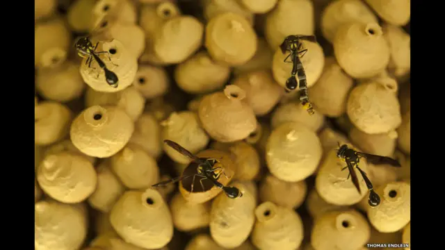 Finalistas do prêmio de fotografia da Sociedade de Biologia britânica