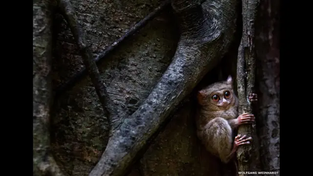 Finalistas do prêmio de fotografia da Sociedade de Biologia britânica