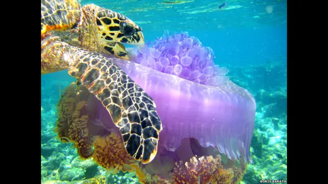 Finalistas do prêmio de fotografia da Sociedade de Biologia britânica