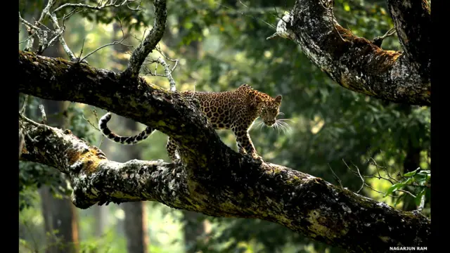 Finalistas do prêmio de fotografia da Sociedade de Biologia britânica