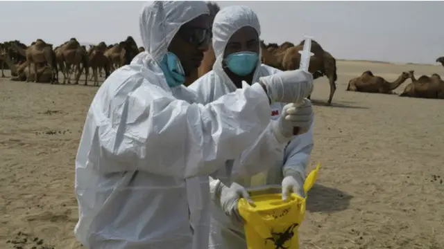 ساینس پوهان تراوسه د میرس (MERS) ویروس او د هغې د خپرېدود ډولونو په اړه په پلټنو بوخت دي