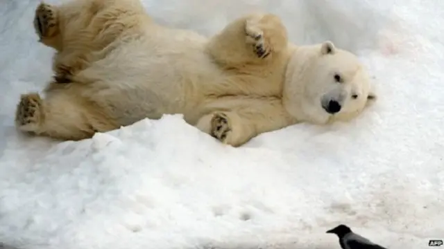 ध्रुवीय भालू