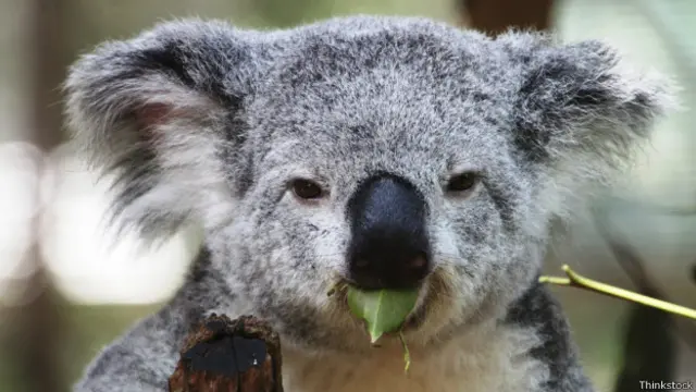 Эмиграция в Австралию