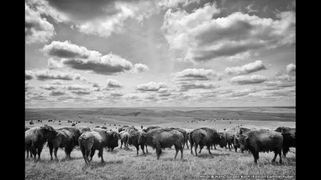 भैंसों का झुंड, दक्षिण डकोटा, अमरीका