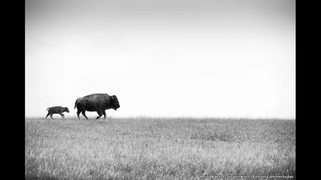 भैंस का बछड़ा, दक्षिण डकोटा, अमरीका