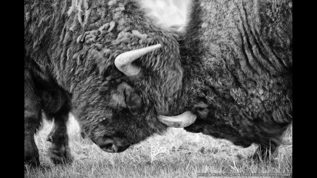 दो भैंसों की लड़ाई, कस्टर स्टेट पार्क, दक्षिण डकोटा, अमरीका